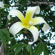 Image result for Bombax rhodognaphalon