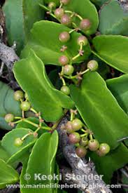 Image result for Cissus rotundifolia