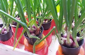 Khasiat bawang putih bagi kesehatan. 7 Cara Menanam Bawang Putih Di Pot Paling Mudah Ilmubudidaya Com