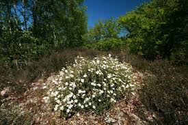 Delicati ed eleganti, sono perfetti per trasmette umiltà e modestia, bellezza e innocenza. Scopri L Halimium Umbellatum Un Arbusto Con Piccoli Fiori Giardinaggio