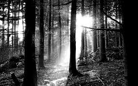Black And White Desktop Wallpaper Photography Woods Of Foye D Forest Wallpaper Black And White Wallpaper Black And White