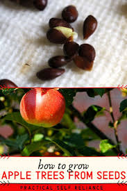 Maybe you would like to learn more about one of these? How To Grow Apple Trees From Seed Apple Tree Apple Seeds Grow Apple Tree From Seed