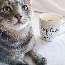 Keep Calm And Purr On Cat Purr Why Do Cats Purr Tabby Cat