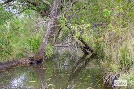 Rural & Farming For Sale in Kings Creek Road, Krambach NSW 2429