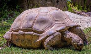 Jeevoka Difference Between Turtles And Tortoise