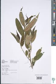 Image result for Sladeniaceae