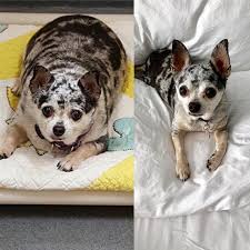 Image result for chihuahua big obesity