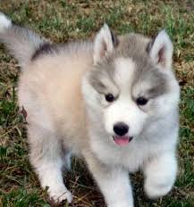 Puppies are ready now for their new homes and all protocols have been followed. White Husky Puppies For Sale Cute Puppies White Husky White Husky Puppy Husky Puppy