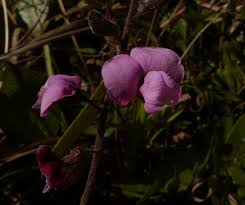 Image result for Adenodolichos