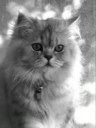 Izy Le 31 Juillet 2014 Sevimli Kediler Kedi Resimler