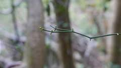 Image result for Viscum shirense