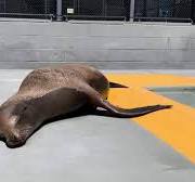 Gilligan at the Marine Mammal Center