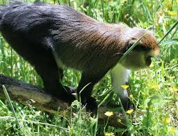 Since monkey grass spreads its roots and grows out from where you originally plant it, it's perfect for transplanting. Lowe S Guenon