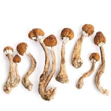 Image result for Psilocybin