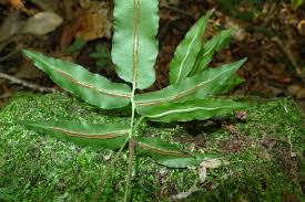 Image result for Blechnum attenuatum