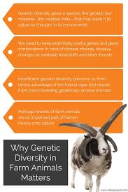 Genetic Diversity In Farm Animals And Why It Matters Sheepspot In 2020 Make An Infographic Farm Animals Livestock Conservancy