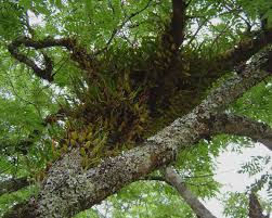 Image result for Bulbophyllum sandersonii