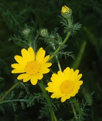 Anthemis Sp ile ilgili görsel sonucu