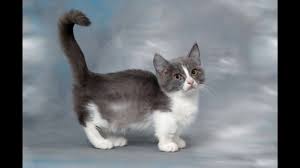 Munchkin Cat And Kittens History Of The Munchkin Cat Breed Munchkin Cat Cat Breeds Cats And Kittens