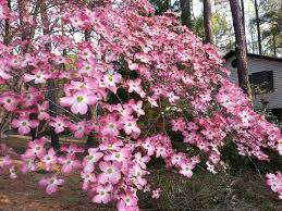 Augustine operations 6200 state road 13 st. Cornus Florida Flowering Dogwood North Carolina Extension Gardener Plant Toolbox Flowering Trees Spring Flowers Dogwood Flowers