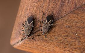 Mosquito joe provides mosquito control solutions for residential and commercial properties. What Are Those Bugs On The Side Of Your Home Boxelder Bugs In Ga
