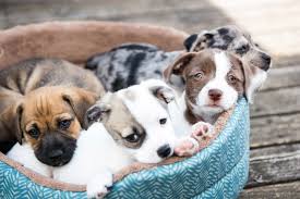 According to the contemporary survey, the most typical home animals are dogs, cats or birds. 15 Affordable Ways To Spoil Your Dog On National Puppy Day Las Vegas Review Journal