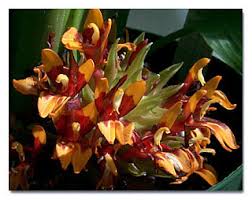 Image result for Metteniusaceae