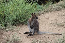 Vous pouvez venir sans reserver. Kangourou Bild Von Parc Animalier De Casteil Tripadvisor