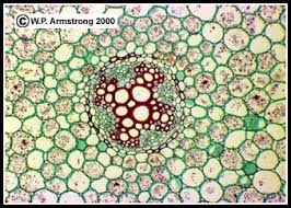 Like any other multicellular living thing, leaf structure is made up of layers of cells. viewing the leaf under the microscope shows different typesof cells that serve various functions. Stem Root Anatomy