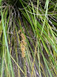 Image result for Motandra