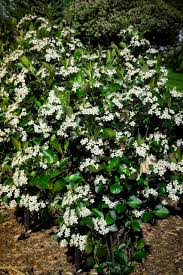 Brace for fricking impact 3. Autumn Magic Black Chokeberry Shrubs For Sale Online The Tree Center