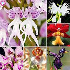100pcs Rare Orchid Man Flowers Monkey Orchid Bonsai Perennial Indoor Flowers For Home Garden Pot Plant Flower Flow Monkey Orchid Rare Orchids Flowers For Men