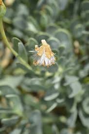 Image result for Hertia