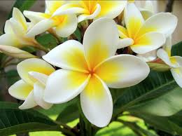 Maybe you would like to learn more about one of these? Toko Bunga Kamboja Di Sukabumi Tokobungaonlinedisukabumi