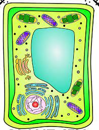 Start studying plant and animal cells science year 8. Year 8 Science Biology Plant Cell Diagram Quizlet