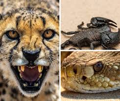 Find what you need at booking.com, the biggest travel site in the world. Born Free Reveals The Exotic Pets In Hertfordshire Watford Observer