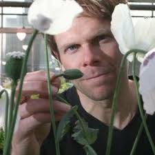 Schlafmohn-Gene: Rätsel um Morphium-Produktion gelöst