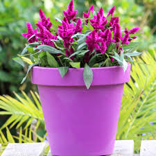 Celosia pflanzen und pflegen - Mein schöner Garten