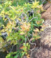 Image result for Ficus ingens
