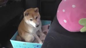 寶座越變越小 狗狗無視硬擠 dogs animals