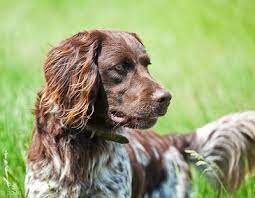 We did not find results for: Breed Of The Week The Small Munsterlander Rare Dog Breeds Dog Breeds Family Dogs