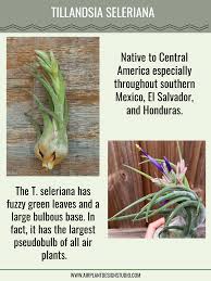 Seleriana Air Plant Air Plants Air Plants Care Plants