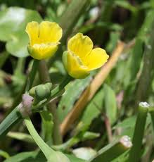 Image result for Gouania tiliifolia