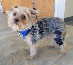 Even Small Dogs Like Charlie Can Get A Knee Brace Because Our Braces Are Custom Based From A Cast Of The Dog S Leg Dog Leg Dog Braces Very Small Dogs