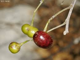 Image result for Harrisonia