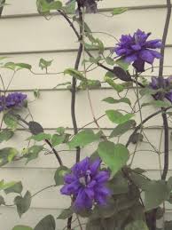 Check spelling or type a new query. Photo Of The Entire Plant Of Clematis Kiri Te Kanawa Posted By Ge1836 Garden Org