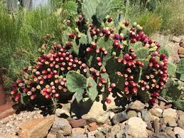 How to eat a cactus pear to eat a cactus pear, it is important to first remove the spines. Cook With Native Prickly Pear Cactus