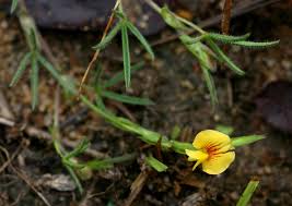 Image result for Zornia milneana