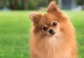 Start sharing your pictures with the world! Pomeranian Puppies Pictures Gallery Novocom Top