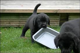 Sam ist 6 jahre alt und verliert am 07.03.08 sein zuhause…. Labrador Welpen Sucht Ab Sofort Ein Neues Zuhause Labrador
